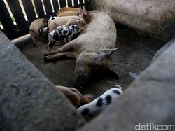 Fakta-fakta Flu Babi Afrika Merebak di RI