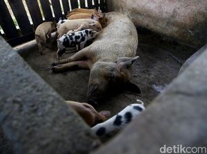 Fakta-fakta Flu Babi Afrika Merebak di RI Fakta-fakta Flu Babi Afrika Merebak di RI