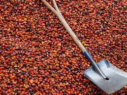 Larangan Sawit Uni Eropa Ancam Nasib Petani Kecil