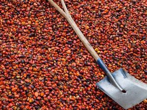 Harga Anjlok, Ini Pendapatan Petani Tanam Sawit Harga Anjlok, Ini Pendapatan Petani Tanam Sawit