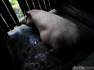 Produksi Daging Babi China Terganggu, Dampaknya ke Seluruh Dunia Produksi Daging Babi China Terganggu, Dampaknya ke Seluruh Dunia