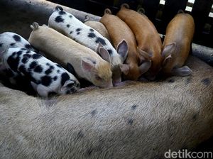 Harga Babi Hidup Merosot Gegara Flu Babi Afrika: di Jakarta Rp 48.000/kg Harga Babi Hidup Merosot Gegara Flu Babi Afrika: di Jakarta Rp 48.000/kg