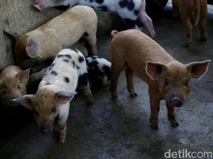 Ternak Babi Bikin Orang China Kaya Raya, Kalau di RI?