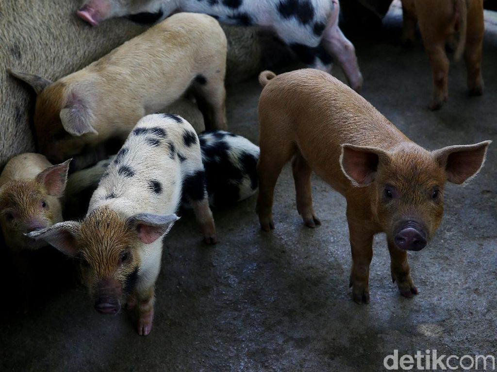Ternak Babi Bikin Orang China Kaya Raya, Kalau di RI? Ternak Babi Bikin Orang China Kaya Raya, Kalau di RI?