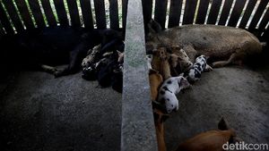 Di Jayapura, Beternak Babi Bisa Untung Rp 10 Juta/Bulan