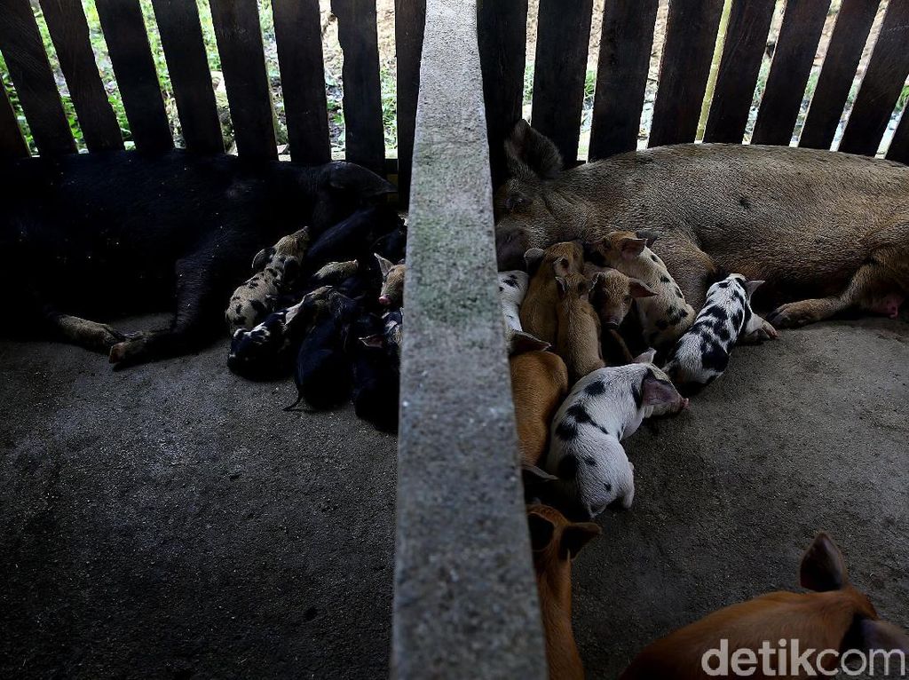 Kok Bisa Peternak Babi Jadi Orang Terkaya di China? Kok Bisa Peternak Babi Jadi Orang Terkaya di China?