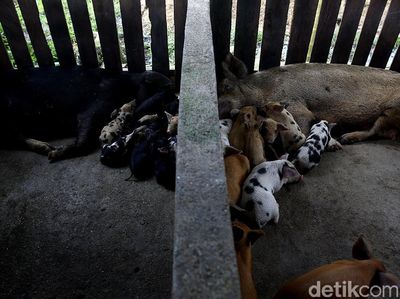 Di Jayapura, Beternak Babi Bisa Untung Rp 10 Juta/Bulan