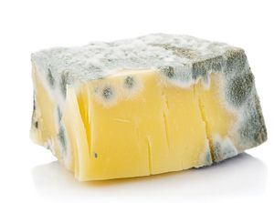 Tak Semua Makanan Berjamur Berbahaya, Jenis Ini Masih Aman Dimakan