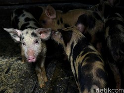 4 Orang Ditangkap Karena Selundupkan Babi Saat China Dibayangi Demam Babi