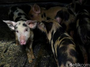 4 Orang Ditangkap Karena Selundupkan Babi Saat China Dibayangi Demam Babi 4 Orang Ditangkap Karena Selundupkan Babi Saat China Dibayangi Demam Babi