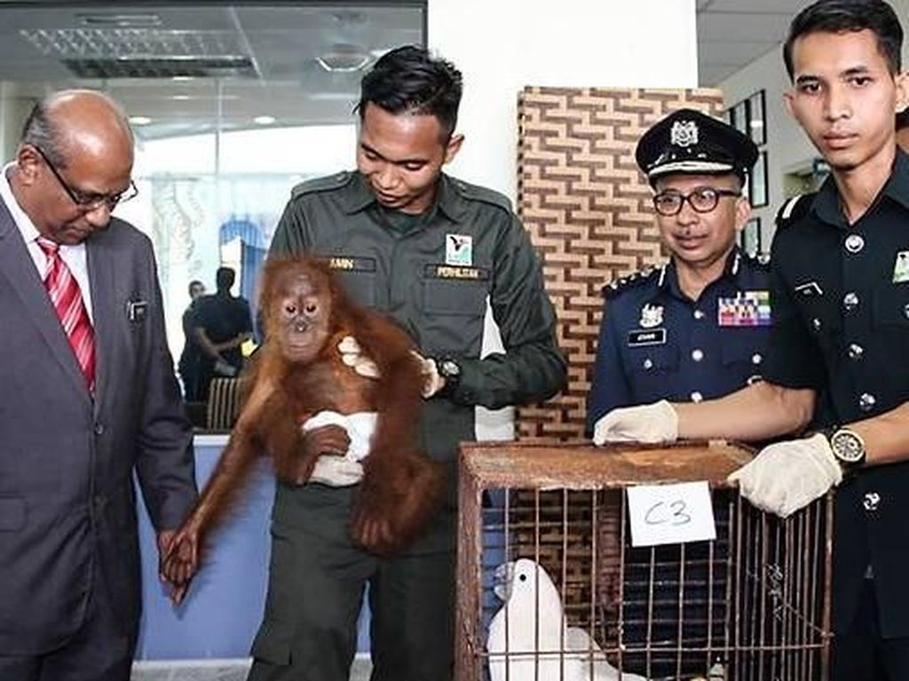 Malaysia Gagalkan Upaya Penyelundupan 400 Hewan, 3 WNI Ditangkap Malaysia Gagalkan Upaya Penyelundupan 400 Hewan, 3 WNI Ditangkap