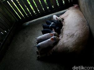 Singapura Setop Impor Babi Asal Batam Karena Flu Babi, Peternak Respons Begini