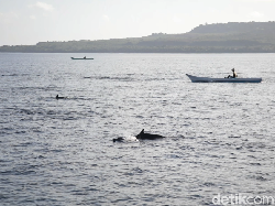 Tempat Terbaik Melihat Lumba-lumba Itu di Laut, Bukan di Sirkus