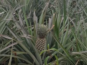 Nanas Kundur Siap Banjiri Pasar Singapura