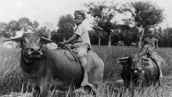 Nostalgia Potret Kehidupan Pedesaan Indonesia Tempo Dulu