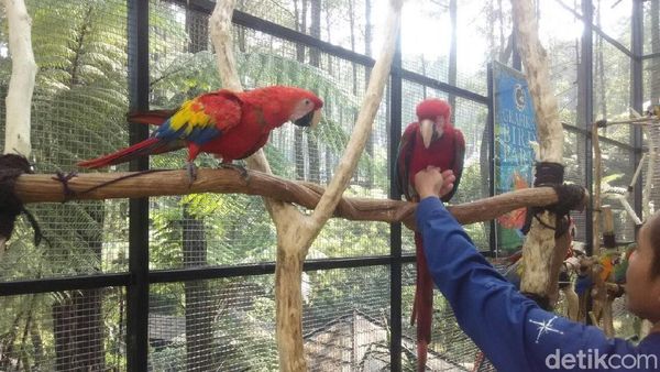 Foto: Asyik! Ada Taman Burung Macaw di Bandung