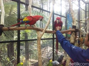 Foto: Asyik! Ada Taman Burung Macaw di Bandung