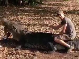 Edan, Turis Ini Nekat Tunggangi Buaya Seberat 650 Kg