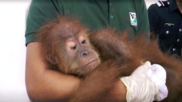 Malaysia Gagalkan Penyelundupan 400 Hewan Langka dari Indonesia