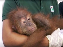 Video: Fantastis, Menteri LHK Ungkap Harga Satwa Liar Selundupan