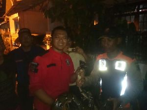 Ular Sanca yang Resahkan Warga Surabaya Sejak Juli Akhirnya Tertangkap