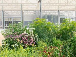 Berkebun di Gurun ala Yordania, Bagaimana Caranya? Berkebun di Gurun ala Yordania, Bagaimana Caranya?