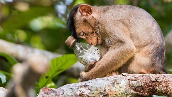 Deretan Jawara Foto Lingkungan Bikin Mengelus Dada