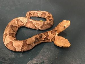 Langka! Ular Berbisa Ini Punya 2 Kepala dan Bikin Heboh