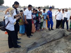 Ikan Hiu Tutul Ditemukan Mati Terdampar di Pantai Tuban
