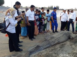 Ikan Hiu Tutul Ditemukan Mati Terdampar di Pantai Tuban