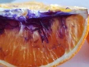 Apa yang Menyebabkan Jeruk Ini Berubah Ungu?