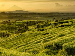 Menengok Data Perkembangan Desa