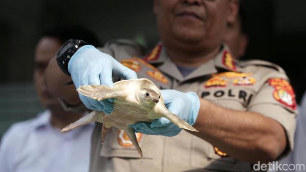 Polisi Amankan 128 Kura-kura Moncong Babi yang Dilindungi