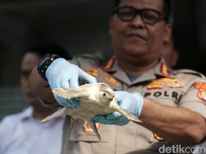 Polisi Amankan 128 Kura-kura Moncong Babi yang Dilindungi Polisi Amankan 128 Kura-kura Moncong Babi yang Dilindungi