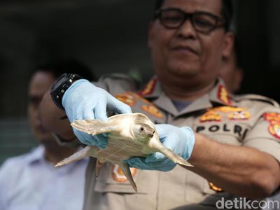 Polisi Amankan 128 Kura-kura Moncong Babi yang Dilindungi