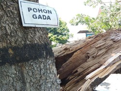 Mitos Warga, Pohon Gada Terbelah Dikaitkan dengan Pergantian Presiden