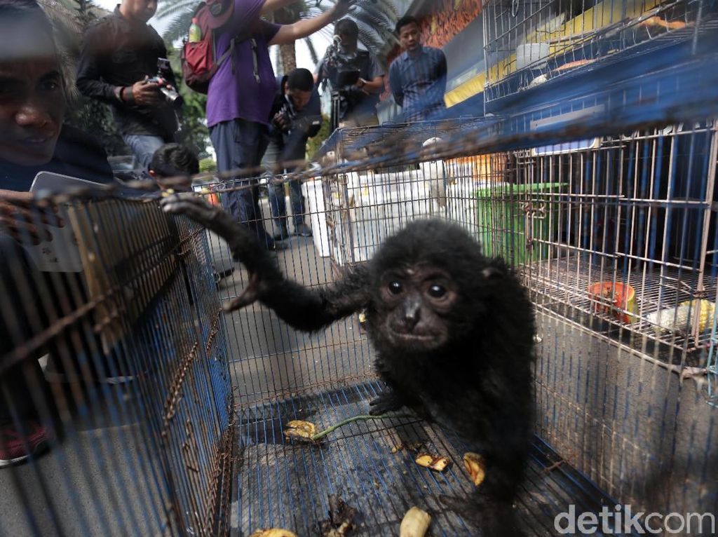 6 Upaya yang Dapat Dilakukan untuk Menjaga Kelestarian Fauna di Indonesia