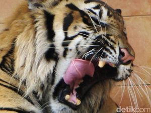Tim Taman Safari-Pawang Dilibatkan Buru Harimau Serang Warga Lampung Tim Taman Safari-Pawang Dilibatkan Buru Harimau Serang Warga Lampung