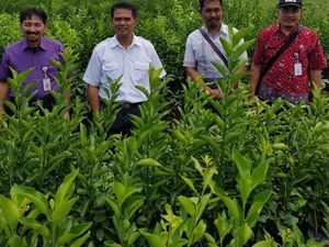 Kementan Minta Pembenihan Jeruk Purworejo Diperkuat