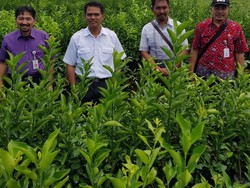 Kementan Minta Pembenihan Jeruk Purworejo Diperkuat