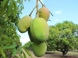 Peneliti Australia Buktikan Kulit Mangga Bisa Mengurai Limbah Minyak