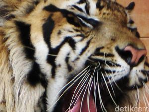 Turun ke Perkampungan di Aceh, 2 Harimau Makan Kerbau Warga