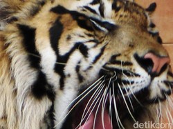 Turun ke Perkampungan di Aceh, 2 Harimau Makan Kerbau Warga