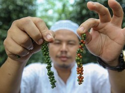 Ekspedisi APPSI Eksplorasi Kekayaan Bangka Belitung