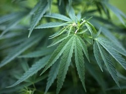 Malaysia Pertimbangkan Legalisasi Mariyuana Buat Keperluan Medis