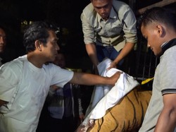 Pembunuh Harimau Bunting Dibui 3 Tahun Penjara, WWF: Ini Pembelajaran