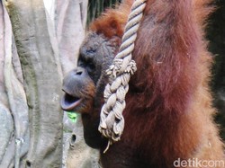 Orang Utan Ditemukan Tinggal Tulang di Karo Sumut