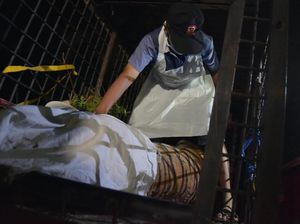 Harimau Hamil Tua Mati Terjerat Perangkap Babi, Polisi Cek TKP