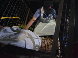 Harimau Hamil Tua Mati Terjerat Perangkap Babi, Polisi Cek TKP