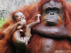 9 Fakta Orang Utan, Kera Besar Kerabat Manusia